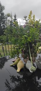 eine Pflanze, die auf einem Gewässer sitzt in der Unterkunft Rosgarden in Hallstavik