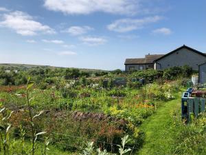 a field of flowers in front of a house at Old School B&B Super King Exclusive 5 Room private suite in Orkney