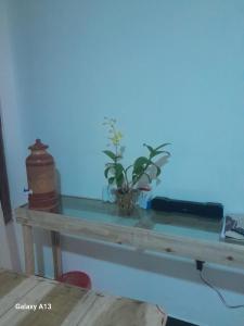 a glass table with a plant on top of it at Dad's Inn by Wee Group in Andiambalama