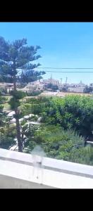 a view of a palm tree from a window at دوار الهلال دوار الثقافه in Irbid