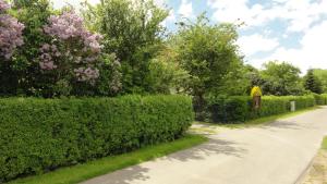 a street with bushes and trees on the side of a road at Landidyll in Ummanz