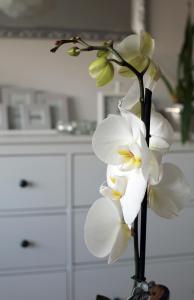 a bunch of white flowers in a vase in a kitchen at Przy Błoniach in Szczecin