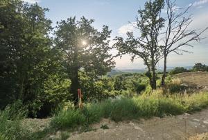 a view from the top of a hill with trees at Forest house Maestral in Koper