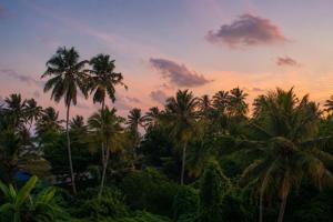 a group of palm trees in front of a sunset at Apartment Waskaduwa in Waskaduwa