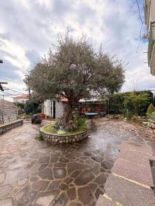 a tree sitting on a stone walkway with a stone sidx sidx sidx at Toni's in Pianillo