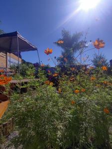 a field of flowers with the sun in the sky at Recanto Duas Rosas in Venda Nova do Imigrante +9 photos