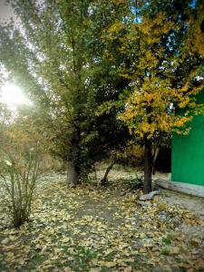 a group of trees with leaves on the ground at Refugio de Monte in San Luis