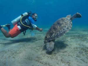 a person in the water with a turtle in the water at Ocean Stay & Dive in Fenfushi