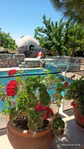 two potted plants sitting next to a swimming pool at Sunset Guest House in Kormakiti