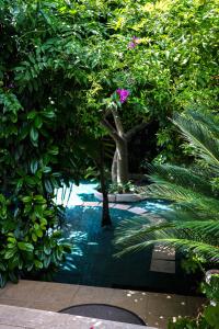 a garden with a tree with a pink flower on it at Casa di Sofia vicino Ospedale e Grotte in Castellana Grotte