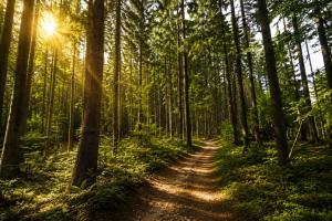 a path in a forest with the sun shining through the trees at U Margo nad rzeczką in Susiec +7 photos