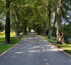 a road lined with trees in a park at S Golf Apartament in Gowinko