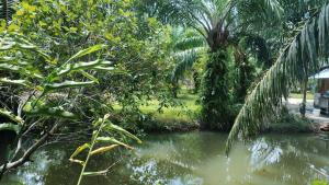 a pond in a garden with trees and water at enDanni Bed in Ban Phak Chit