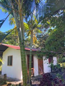 ein weißes Haus mit einer Palme davor in der Unterkunft Great Hostels Amazon in Puyo