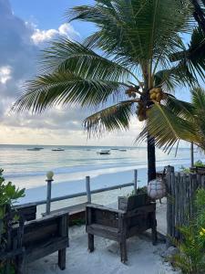 zwei Bänke am Strand mit einer Palme in der Unterkunft Coco Beach Hotel in Jambiani