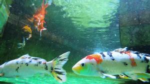 zwei Koi-Karpfen schwimmen in einem Aquarium in der Unterkunft Bamboo View in Loango + 12 Fotos