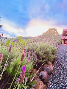 a field of flowers and rocks on a gravel road at Chalé Estalagem Vô Jasôn in Itamonte