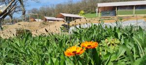 a garden with orange flowers in front of a building at Bungalow Kotaventure in Le Mesnil-Villement