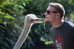 Een man die gras eet voor een struisvogel. bij Areena Riverside Resort in Kwelera
