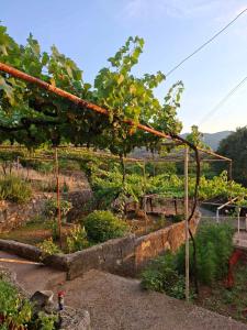 a garden with a bunch of plants at Mareza in Podgorica