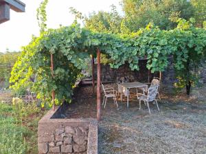 a table and chairs under a grape arch with grapes at Mareza in Podgorica +6 photos