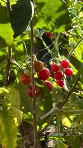 a bunch of red fruits growing on a plant at Morada Silvestre in La Peña +1 photo