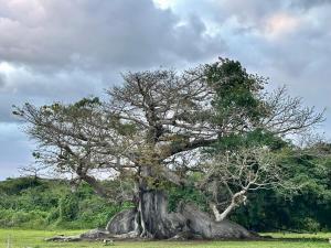 a large tree sitting in the middle of a field at Gema del Mar, Vieques, PR in Vieques