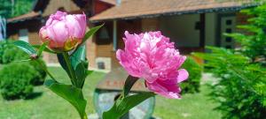 two pink flowers in a vase in front of a house at Apartmani Katruža in Sveti Martin na Muri +20 photos