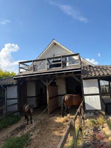 two horses are standing outside of a house at Lejlighed på landet, NO Smoking in Kvistgård