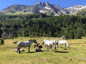Altri animali domestici presso la locanda o nei dintorni