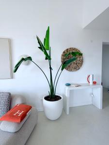 a potted plant in a living room with a table at Seaside Luxury Apartment - Lozenetz in Lozenets