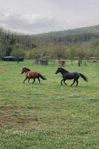 two horses running in a field of grass at Hotel Ludovici in Fiuggi