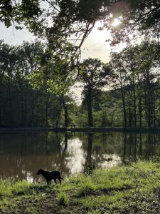 a dog standing in front of a body of water at La Grange aux Etangs - Le Gîte in Sennely
