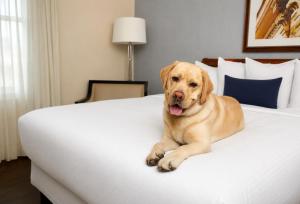 a dog laying on top of a bed at Hotel 24 South in Staunton +21 photos