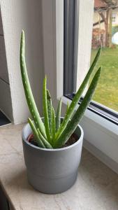 a green plant in a pot on a window sill at Ferienwohnung Breininger in Lemberg +16 photos