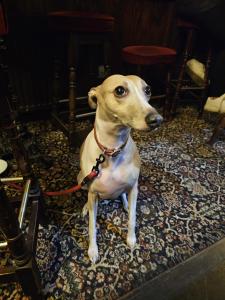 a brown and white dog sitting on the floor at lyndon house hotel in Walsall