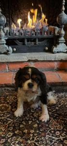 a small dog sitting in front of a fireplace at lyndon house hotel in Walsall