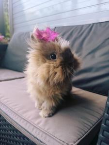 a small dog with a pink bow on its head on a couch at Lumobile in Gryfice