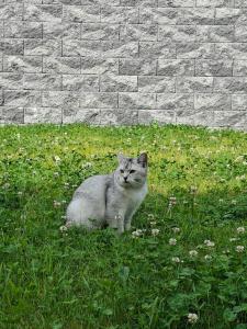 a gray cat sitting in the grass near a brick wall at Spacious ensuite bedroom in Kiltiernan