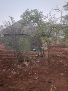 two trees in a field next to a shed at Tsetsebjwe Bush Camp in Otse
