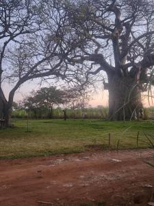 a large tree in a field with a fence at Tsetsebjwe Bush Camp in Otse