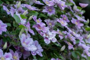 a bunch of purple flowers in a garden at Ferienwohnung Am Walde 35177 in Hesel