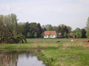 a group of cows grazing in a field next to a pond at Ferienwohnung Buschmühle Schlepzig in Schlepzig
