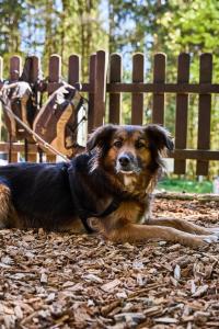 a dog laying on the ground next to a bench at Hotel & Restaurant Rhönhäuschen in Bischofsheim an der Rhön