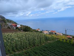 a field of corn on a hill with houses at Loreto Luxury in Arco da Calheta