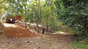 a dirt road in the middle of a forest at The Forest Cabin in Parrita
