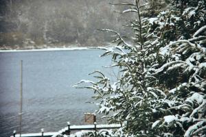 a snow covered tree next to a body of water at Auria Angostura in Villa La Angostura