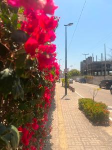 a row of red roses on a sidewalk at Villa do mar Praia de Iracema in Fortaleza +6 photos