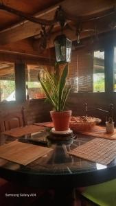 a potted plant sitting on top of a table at La Agraria in Junín