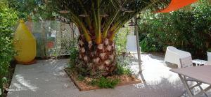 a palm tree sitting next to a table and chairs at Le chat bleu in Beauvoir-sur-Mer
